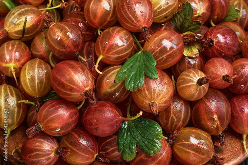 Gooseberries fresh harvest. The harvest of ripe red gooseberries in drops of water is spread out on the table. Ripe berry mockup for banner or background photo