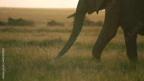 Elephant trunks graze grass at sunset, slow motion. 
