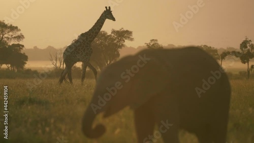 Giraffe crosses behind Elephant in the savanna at sunset, slow motion.  