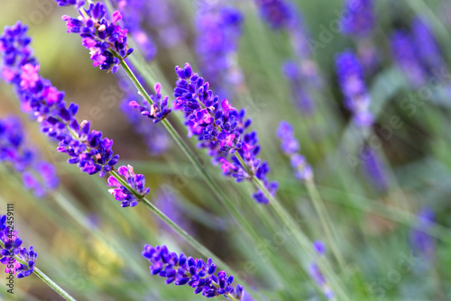 Close-up of lavender blossom in own garden with grass in the background on a summer morning. Photo taken June 30th, 2021, Zurich, Switzerland.