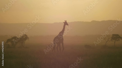 Silhouette Giraffe walks across the Savanna alone. 