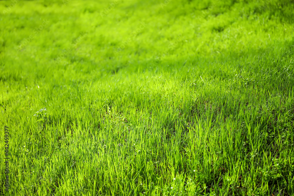 Green grass on sunny day in park Green grass on sunny day in park