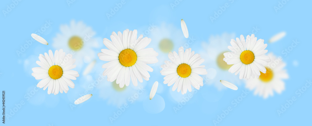 Obraz premium Daisy camomile flowers on blue