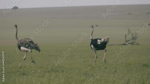 Ostriches run through the grasslands. 