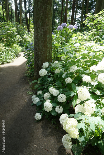 あじさいの森