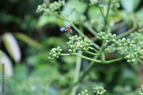 Photography Blue digger bee feeding on Leia Rubia flower in Singapore