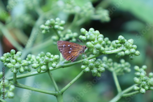 Foto Butterfly moth feeding on nectar in Singapore on Leia Rubia plant