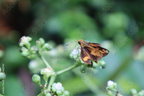Butterfly moth feeding on nectar in Singapore orange with wings