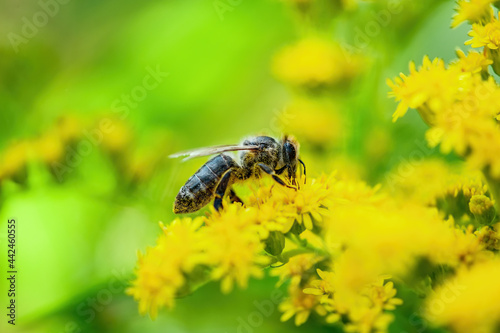 Honey Bee Insect Pollinating Wild Yellow Flowers © nechaevkon