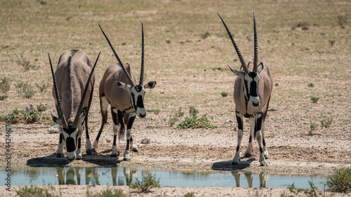 Photography GEMSBOK