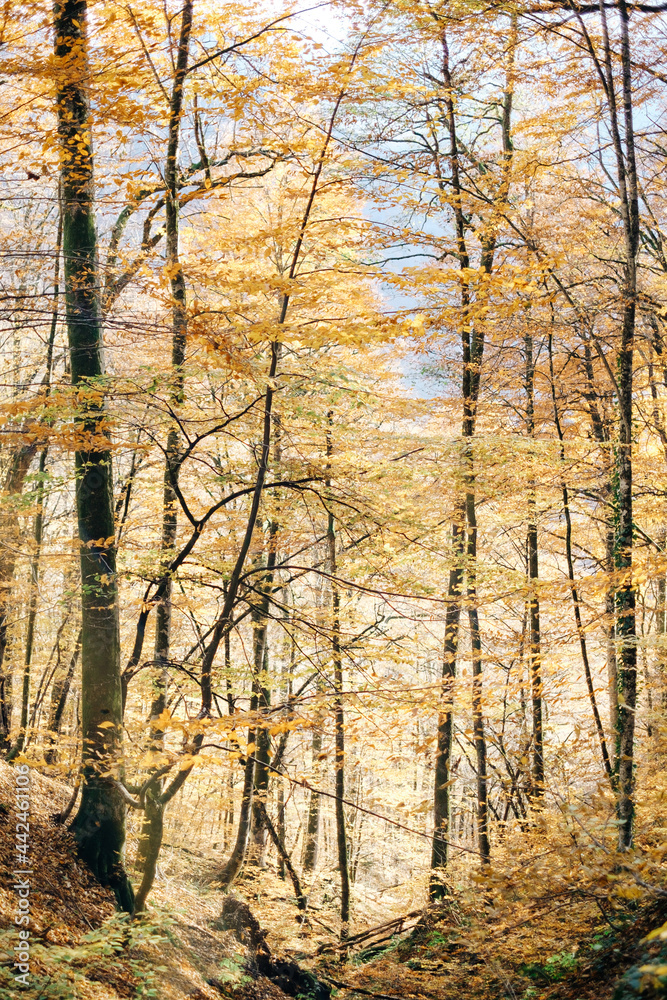 Fototapeta premium Autumn landscape. Various trees with autumn foliage.