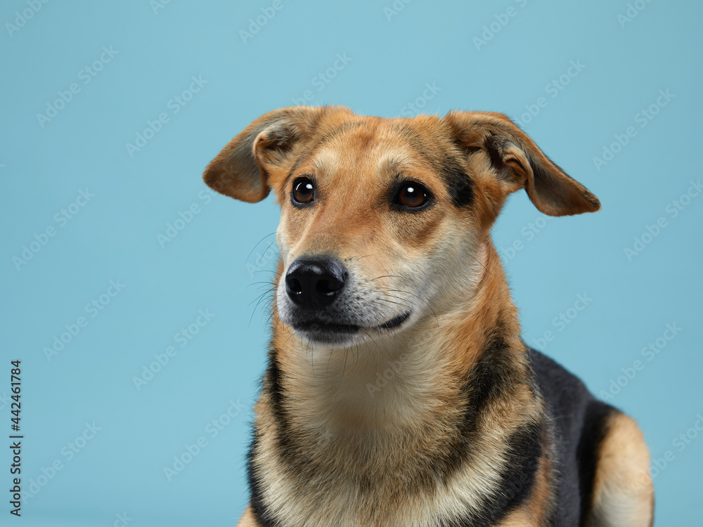 mix dog with big beautiful eyes. pet on blue background.