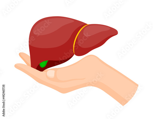 Human hand holding liver. Awareness of prevention and treatment viral hepatitis. Health care concept. World hepatitis day. Vector illustration.