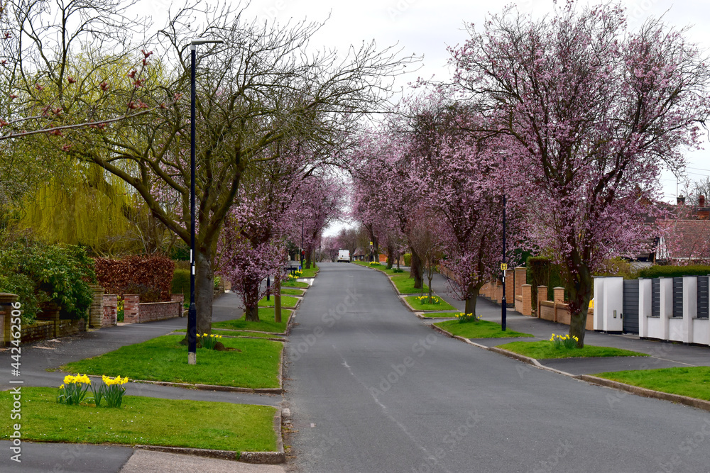 Cherry blossom trees bloom along two rows the street in  in spring season in countryside village of UK.