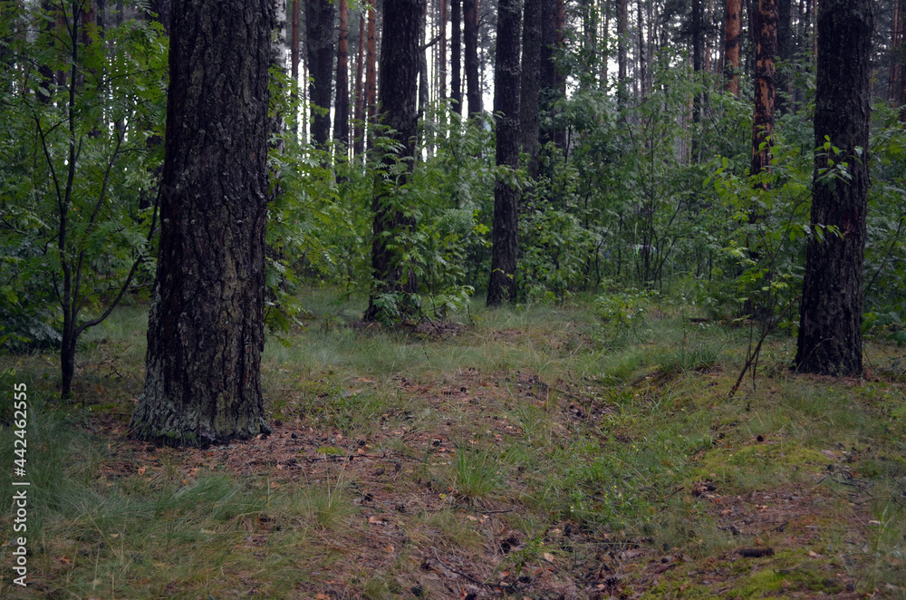 Forest in Eastern Europe. Chernigow Region. Forest in Eastern Europe. Chernigow Region.