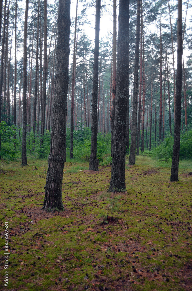 Fototapeta premium Forest in Eastern Europe. Chernigow Region.