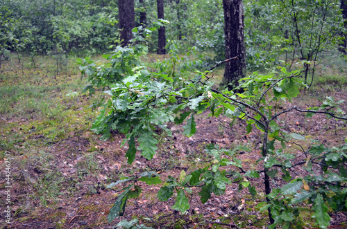 Forest in Eastern Europe. Chernigow Region. photo