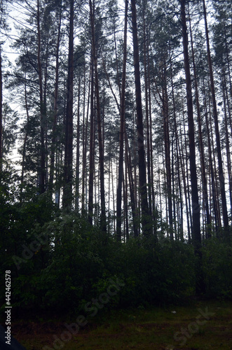 Forest in Eastern Europe. Chernigow Region. © Sergey Kamshylin