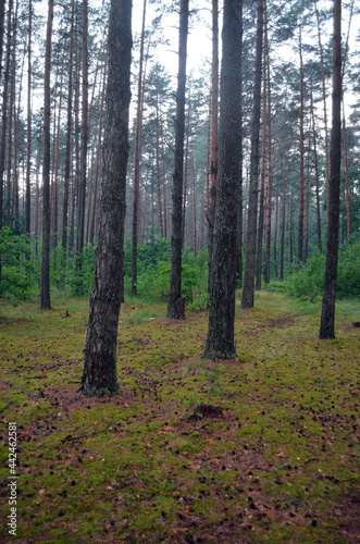 Forest in Eastern Europe. Chernigow Region.