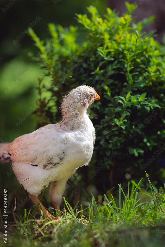 Huhn im Grünen Huhn im Grünen