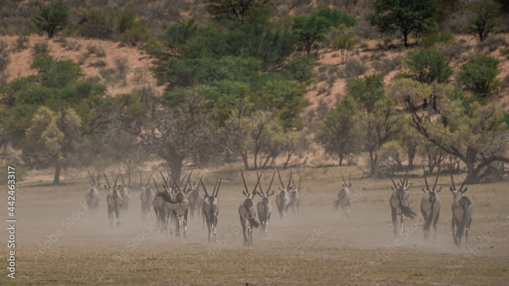 GEMSBOK GEMSBOK