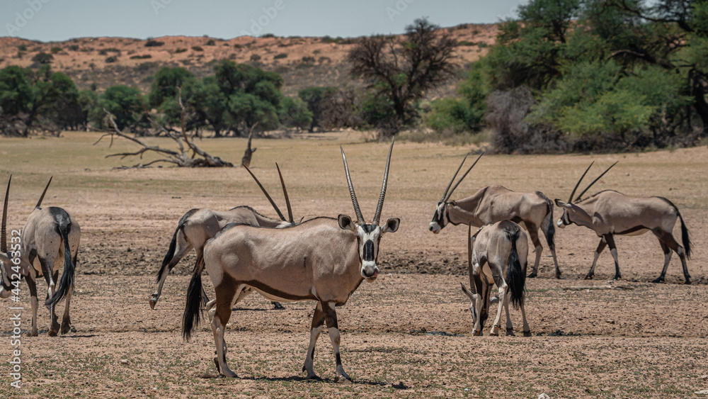 GEMSBOK GEMSBOK