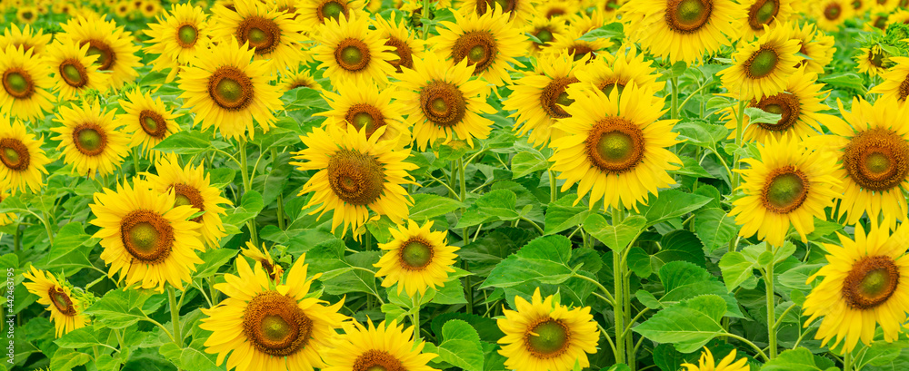 Panorama image of Sunflower field nature scene background. Panorama image of Sunflower field nature scene background.