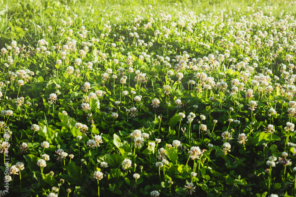 White clover flowers in summer meadow, lawn. Trifolium repens, Dutch clover.