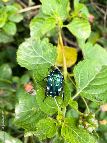 beetle on a leaf © DEBU
