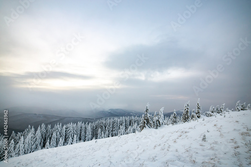 Moody winter landscape with tall spruce forest cowered with white snow in frozen mountains.