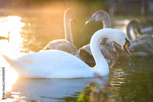 Fototapeta Naklejka Na Ścianę i Meble -  White beautiful swan swimming on lake water in summer.
