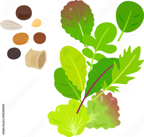 ベビーリーフと種子