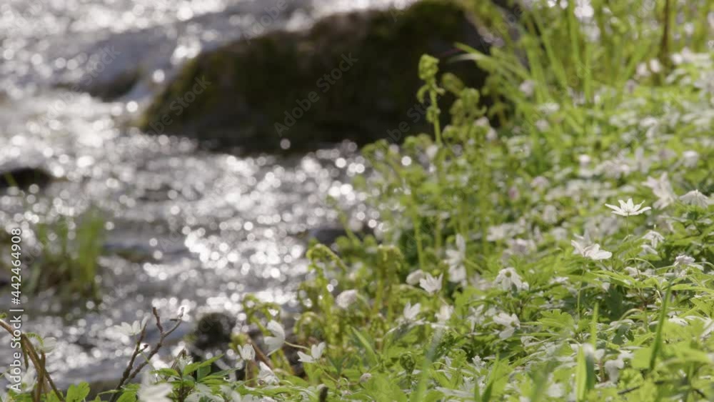 NATURE - Wood anemone flowers next to a stream, Sweden, slow motion focus pull NATURE - Wood anemone flowers next to a stream, Sweden, slow motion focus pull