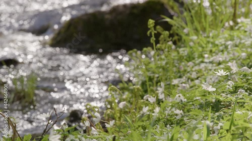 NATURE - Wood anemone flowers next to a stream, Sweden, slow motion focus pull photo