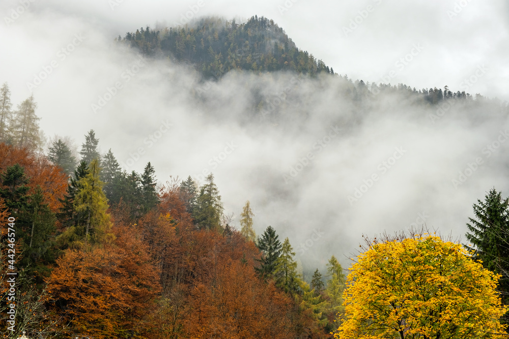 Foggy autumn forest with yellow trees covering mountain hill side.