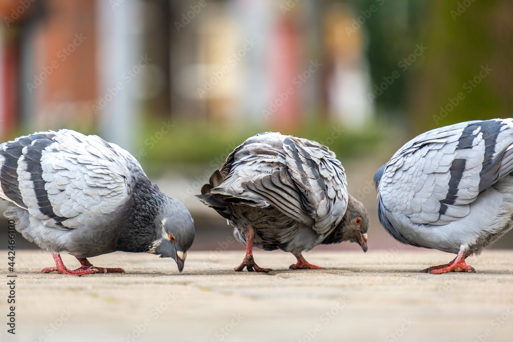 Obraz premium Closeup of gray pigeons birds walking on a city street searching food.