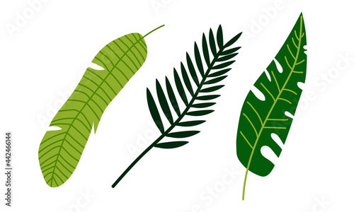 Tropical Leaf on Stem as Exotic Flora and Foliage Vector Set