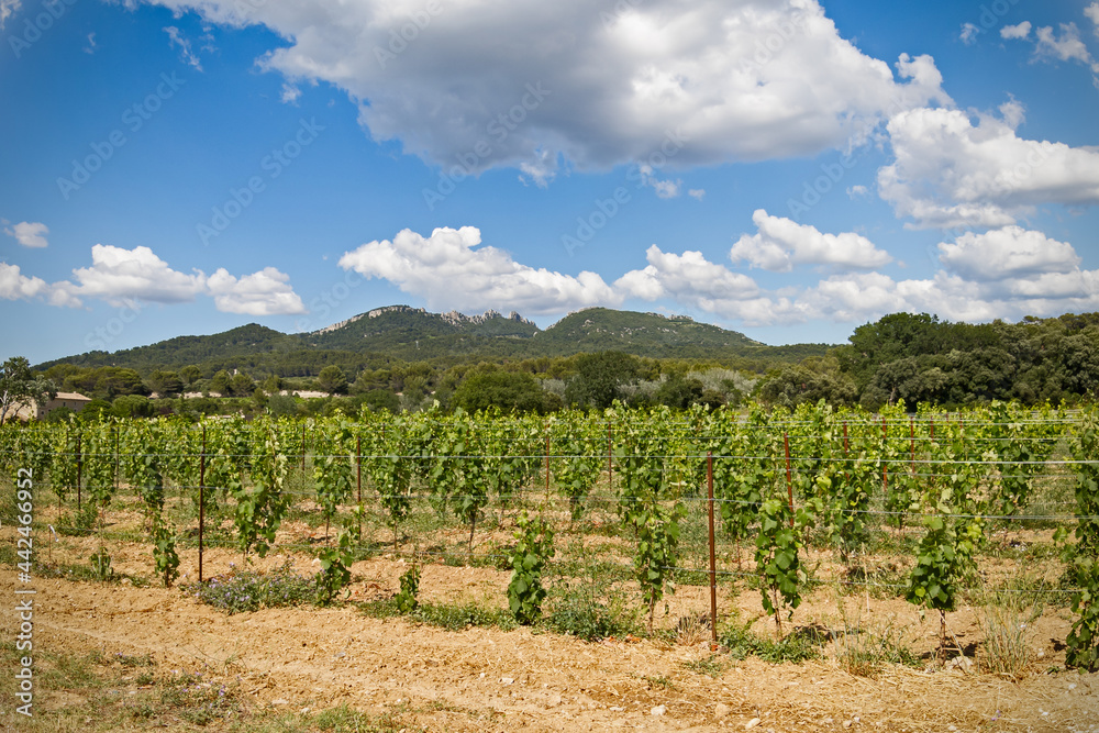 paysage de pieds de vignes avec les montagnes des Cévennes 