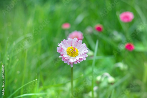Charming pink daisy on green grass