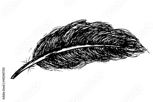 Simple Vector hand draw sketch of black feather