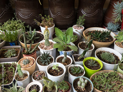 Top angle view of various different succulents and cactus plants