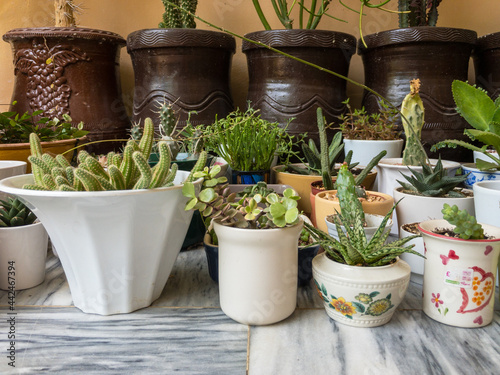 succulents and cactus potted in a decorative ceramic pots and planters