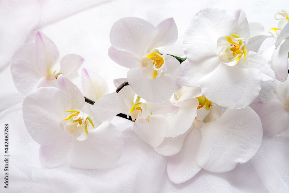 The branch of white orchids on white fabric background