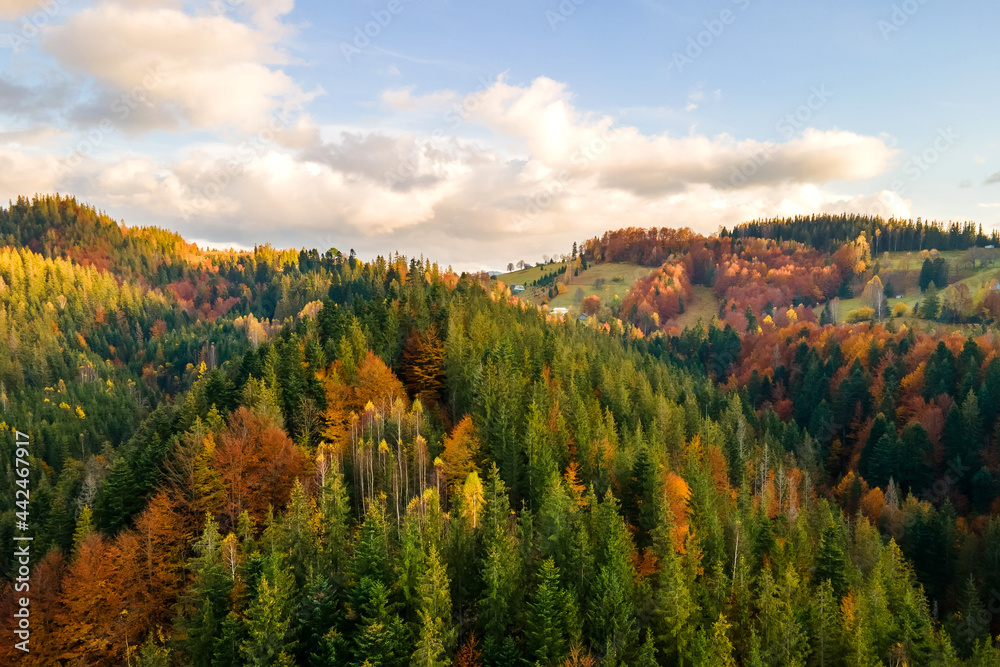 Aerial view of high mountain hills covered with dense yellow forest and green spruce trees in autumn.