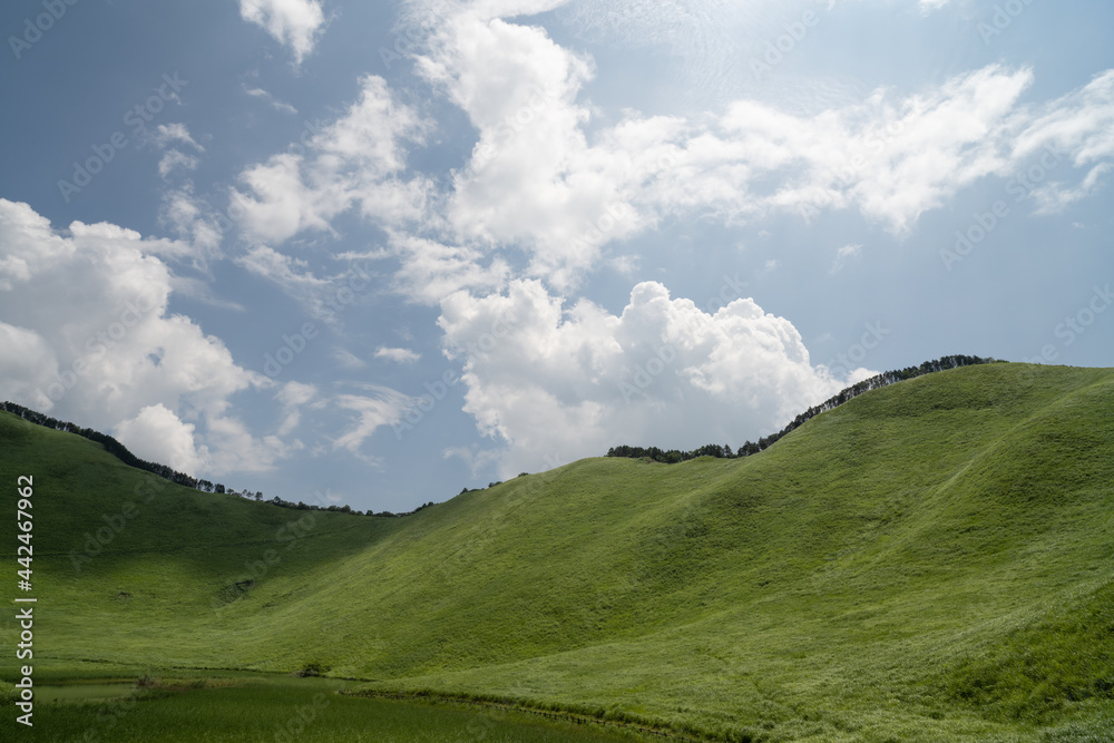 green grass field with blue sky