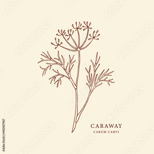 Hand drawn caraway illustration. Botanical design