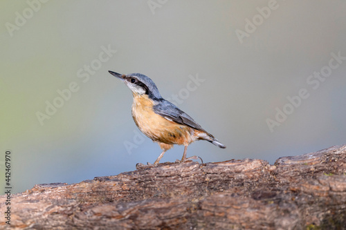 Eurasian nuthatch, wood nuthatch or nuthatch - Sitta europaea in its natural habitat