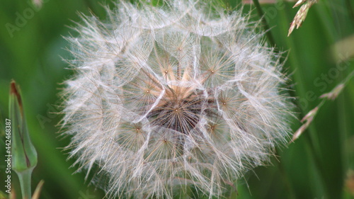 Taraxacum officinale as a dandelion or common dandelion commonly known as dandelion. In Polish it is known as  mniszek lekarski  or  mniszek pospolity 