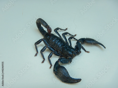 Asian giant forest scorpion on white background, isolated scorpion, black scorpion, heterometrus, anthropod