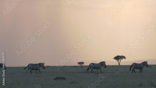 Zebras walk in single file line across the African savanna during sunset. 